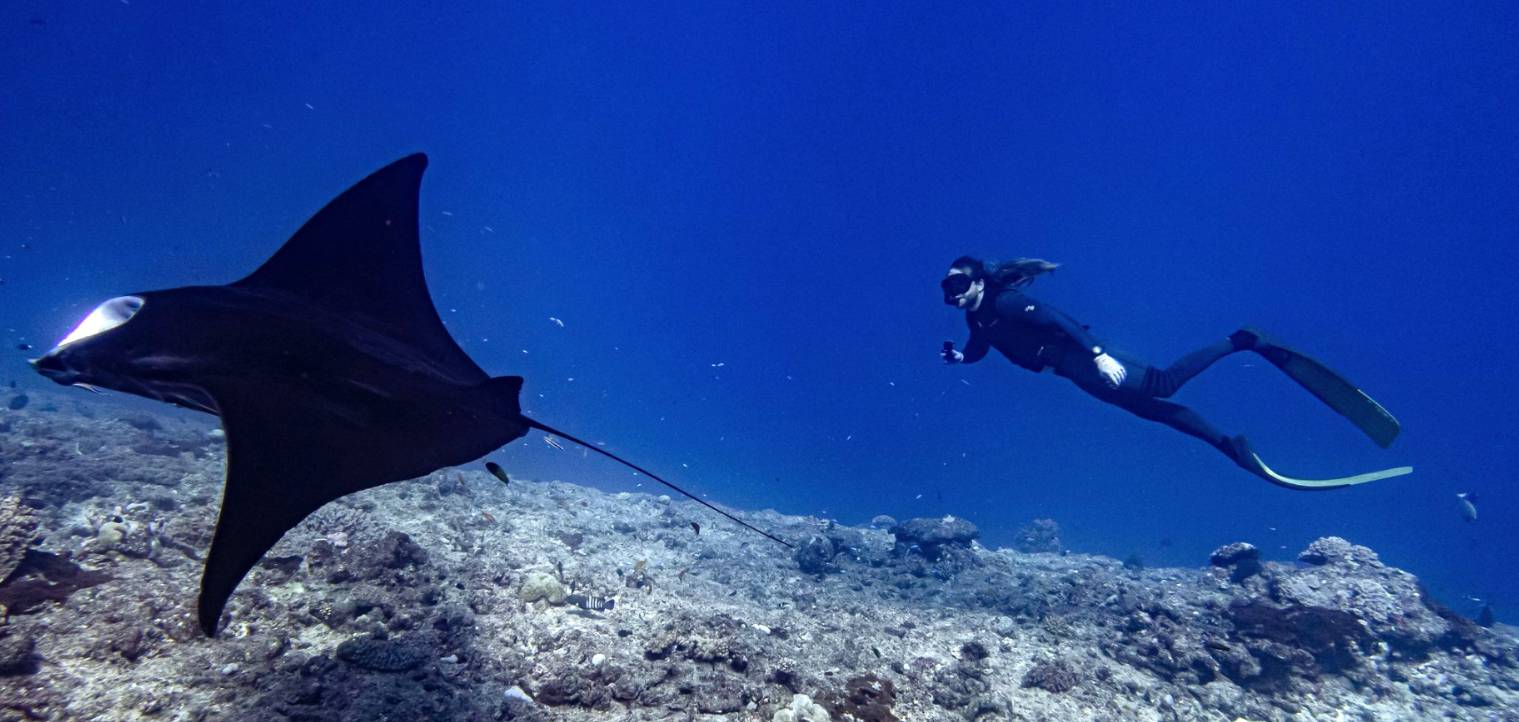 Diving with Mantas