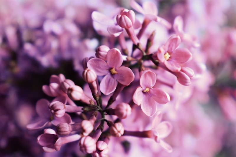 Pretty lilac flowers blooming in soft pink hues.