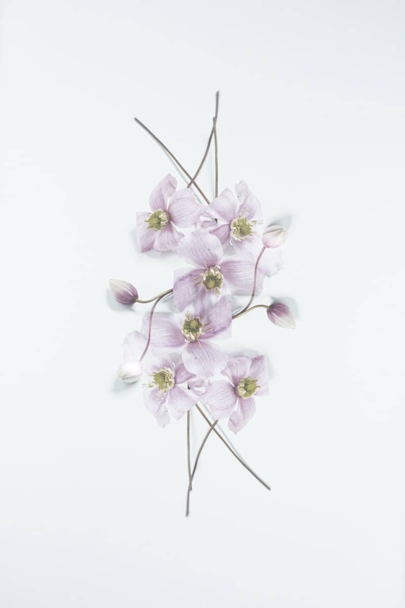 Delicate pink flowers arranged on a white background.
