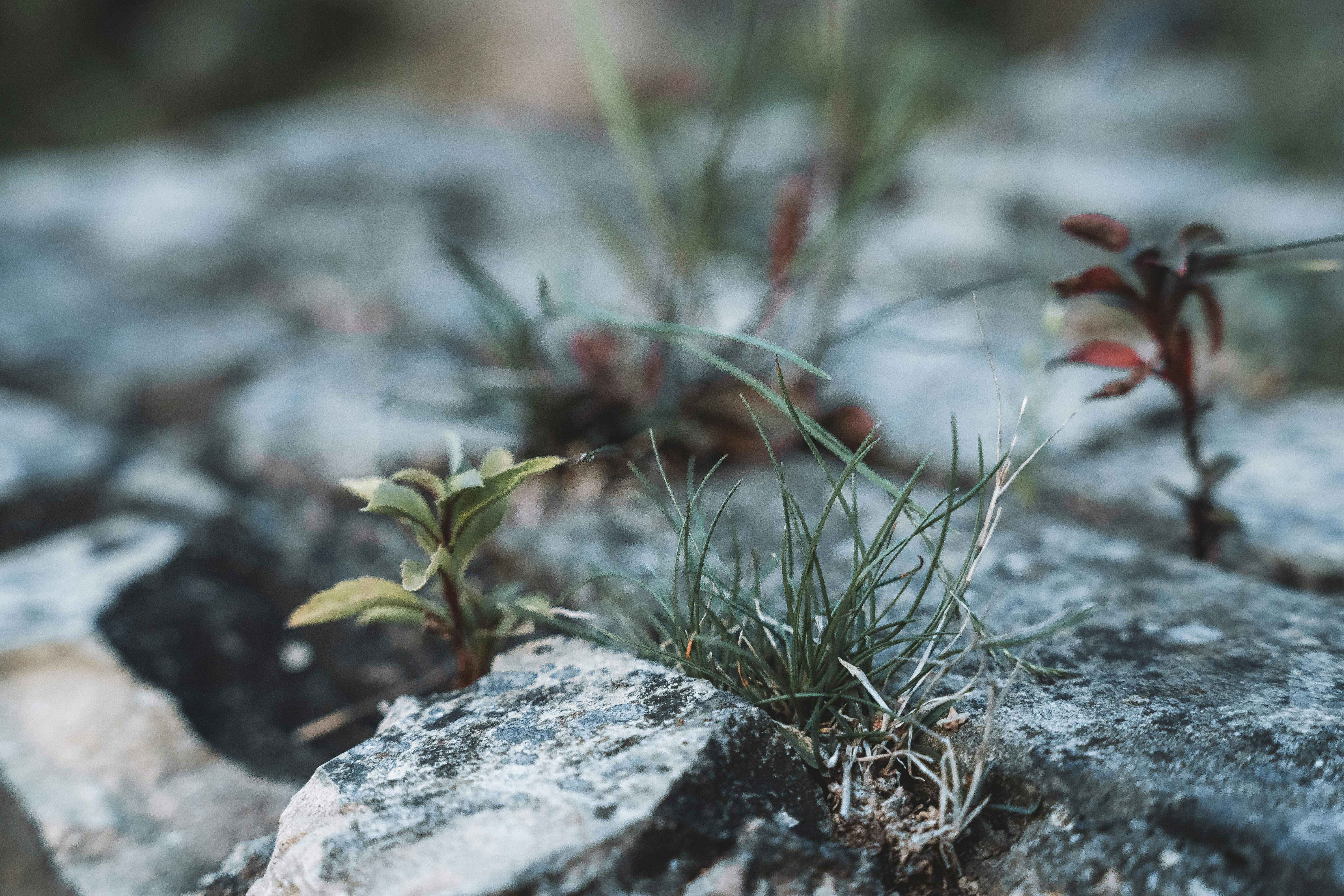 resilient plants growing between rocks