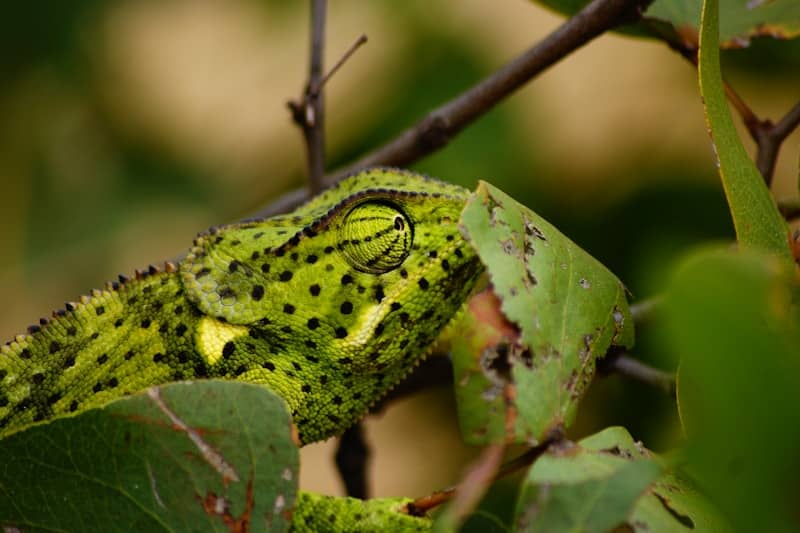 chameleon changing to match environment