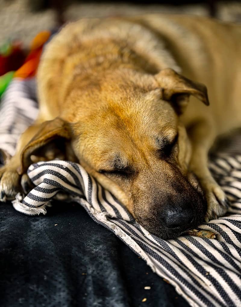 A tan dog sleeping peacefully on a striped blanket.