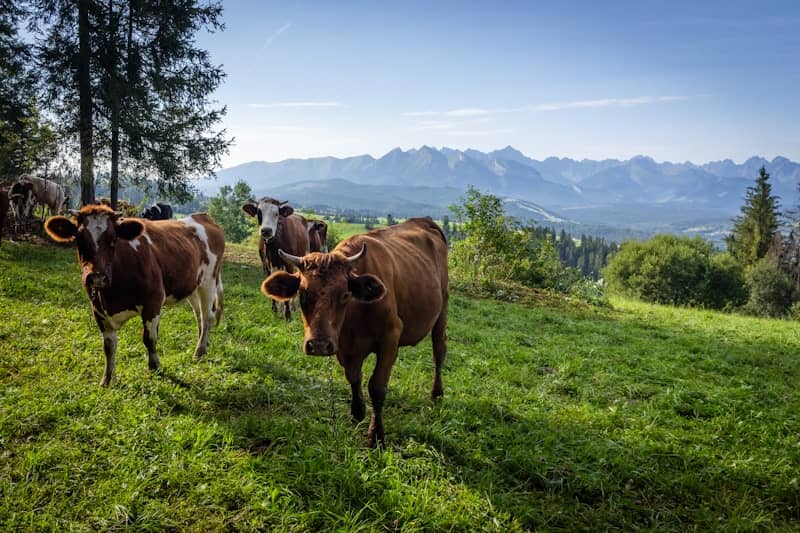 A herd of cows.  Bird Flu ramping up in the US-impacting cows.