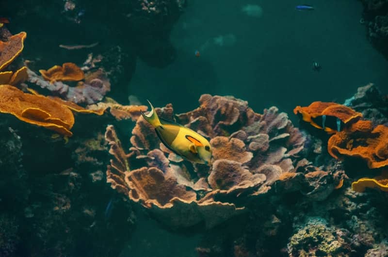 Fish swim among coral in an aquarium.