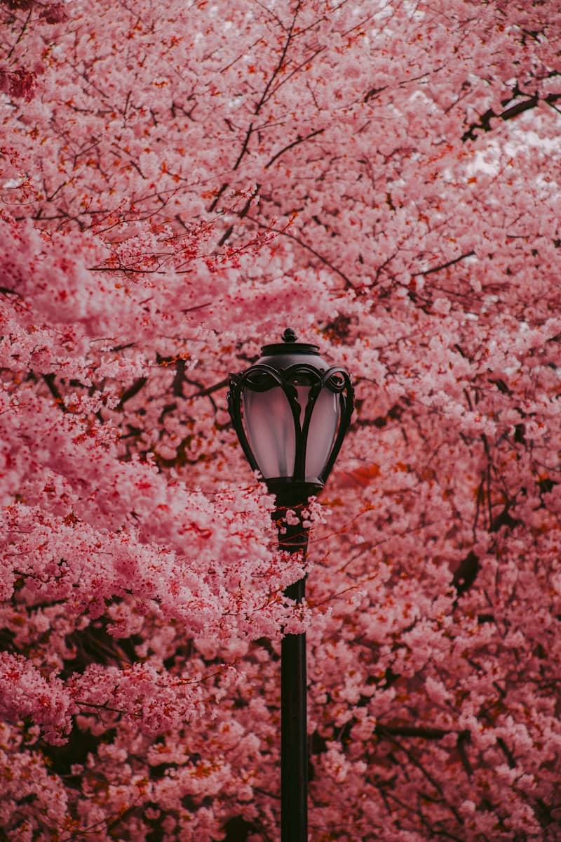 Street lamp surrounded by blooming pink cherry blossoms.