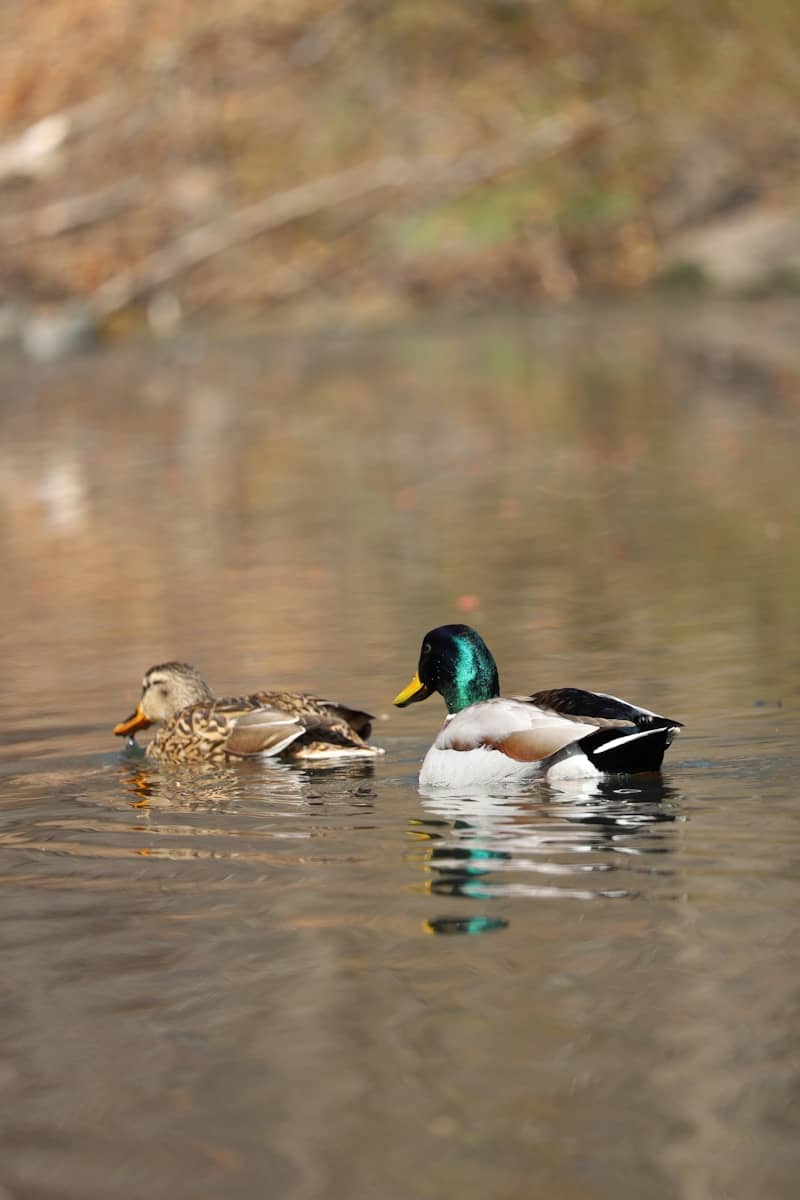 Two ducks swimming in calm water with blurred background.