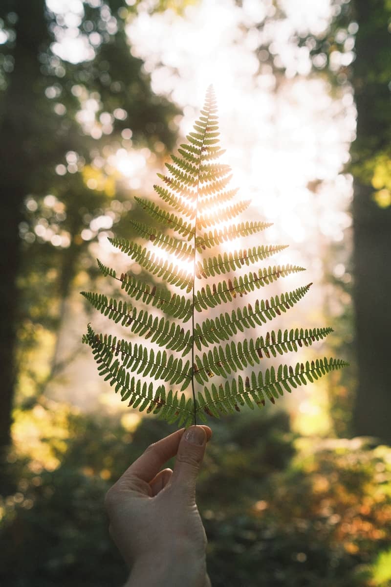 A hand holding a fern leaf in front of a forest