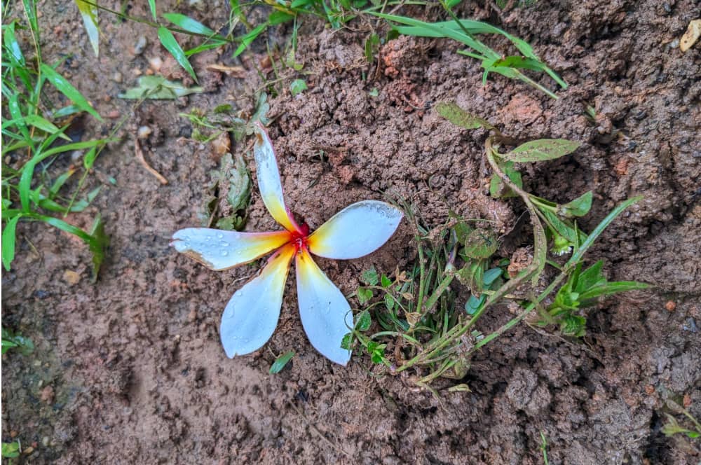 The grave of my son's first pet, a red-eared slider