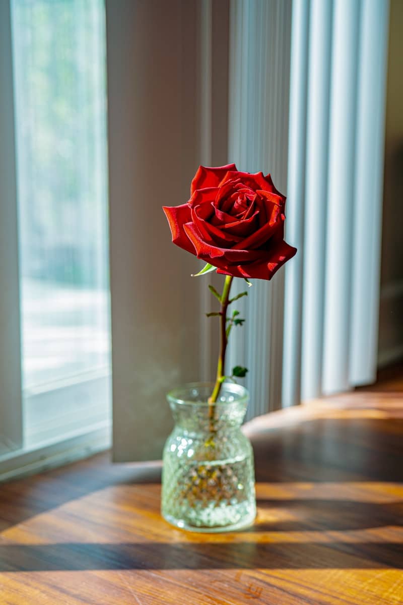 A single red rose in a vase on a table