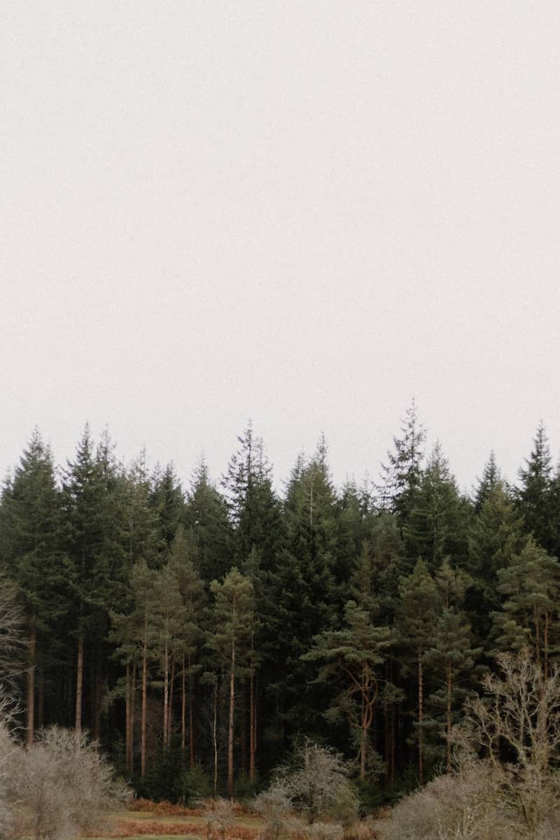 A group of people flying a kite in a field