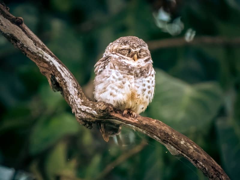 A small brown and white owl with closed eyes perched on a tree branch