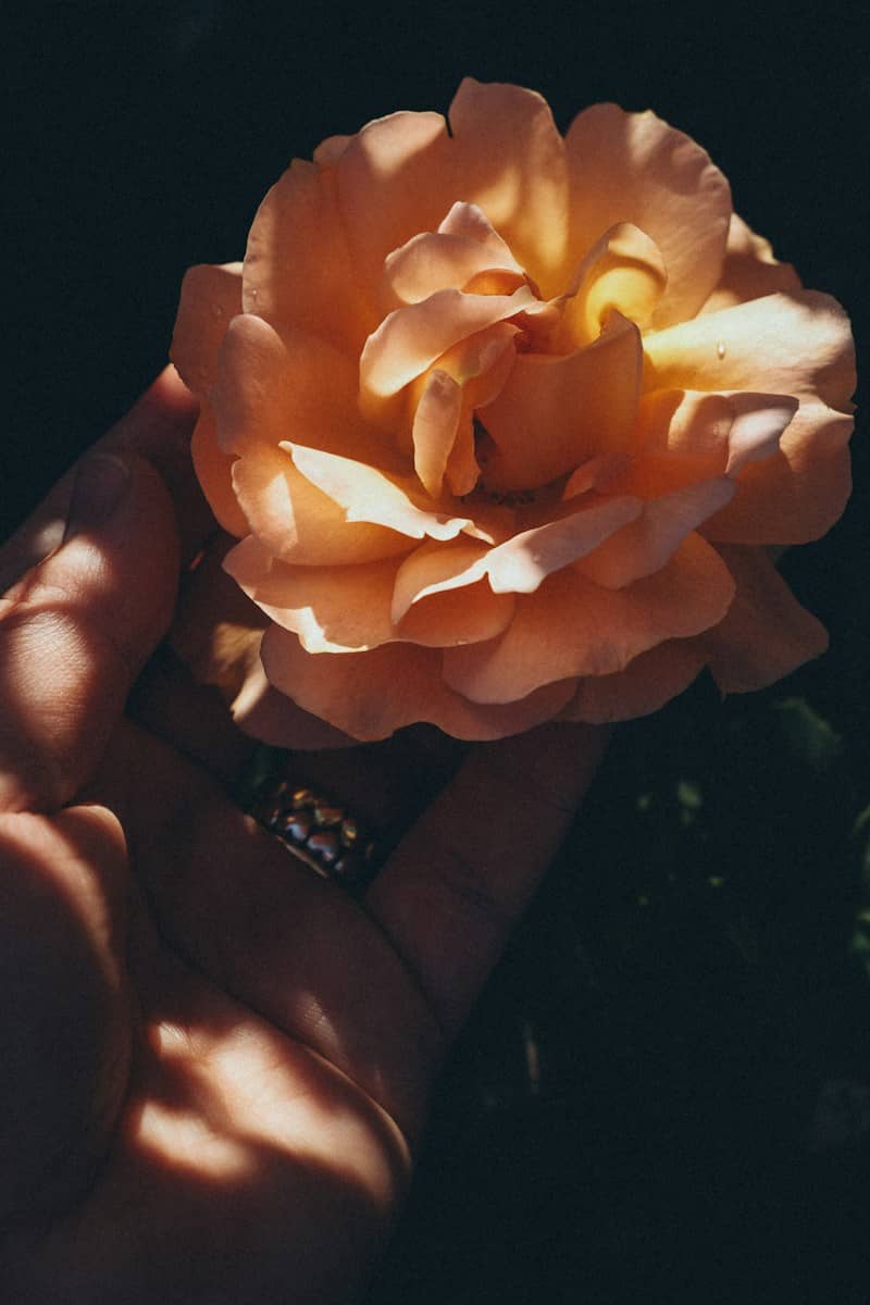 A hand holding a peach colored rose in soft light against a dark background