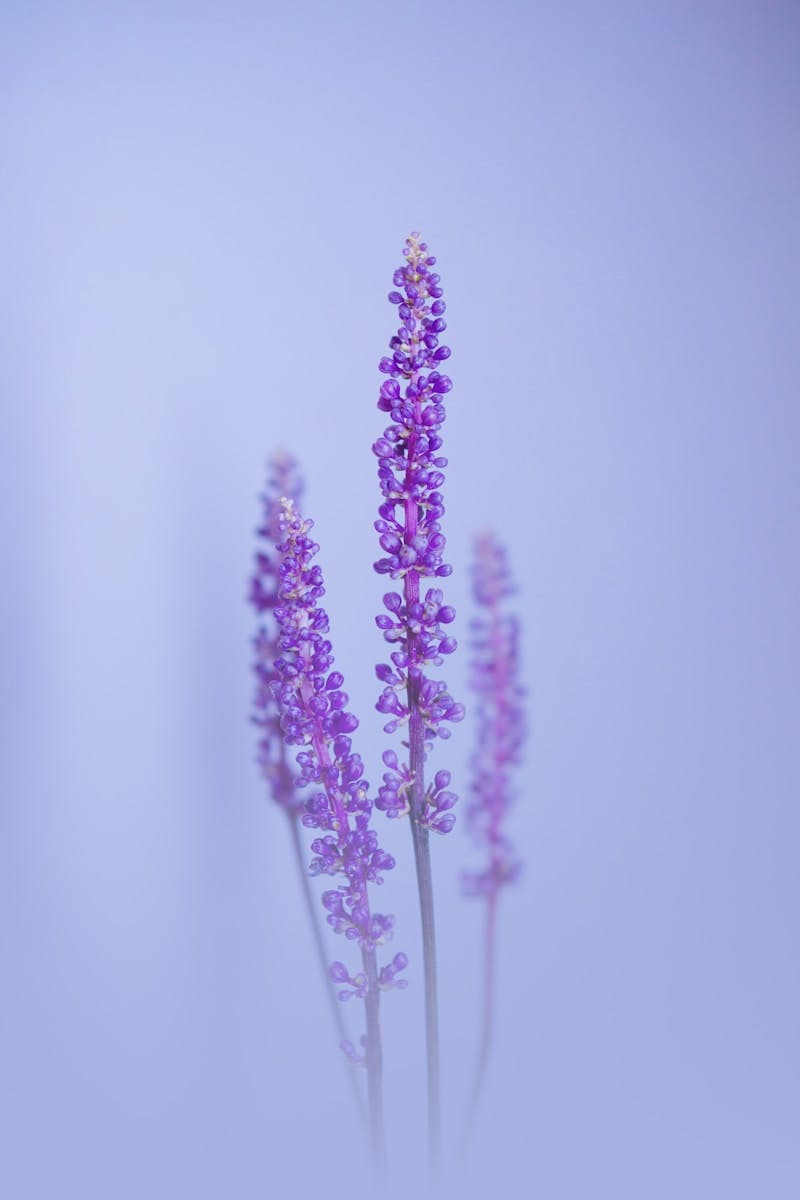 A group of purple flowers sitting on top of a table