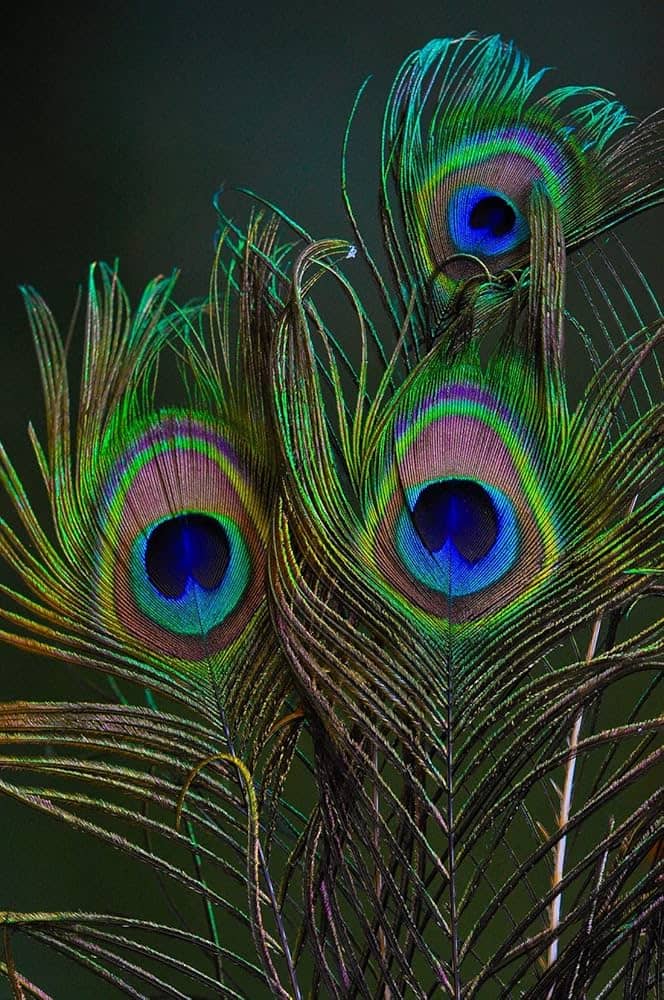 Under His Feathers