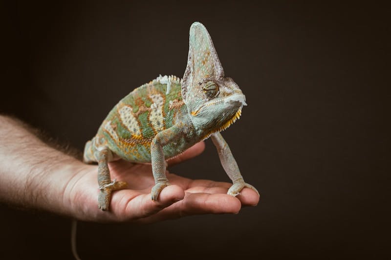 A small chamelon sitting on top of a persons hand