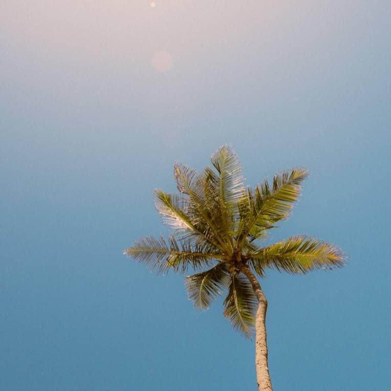 A palm tree reaches towards the blue sky.