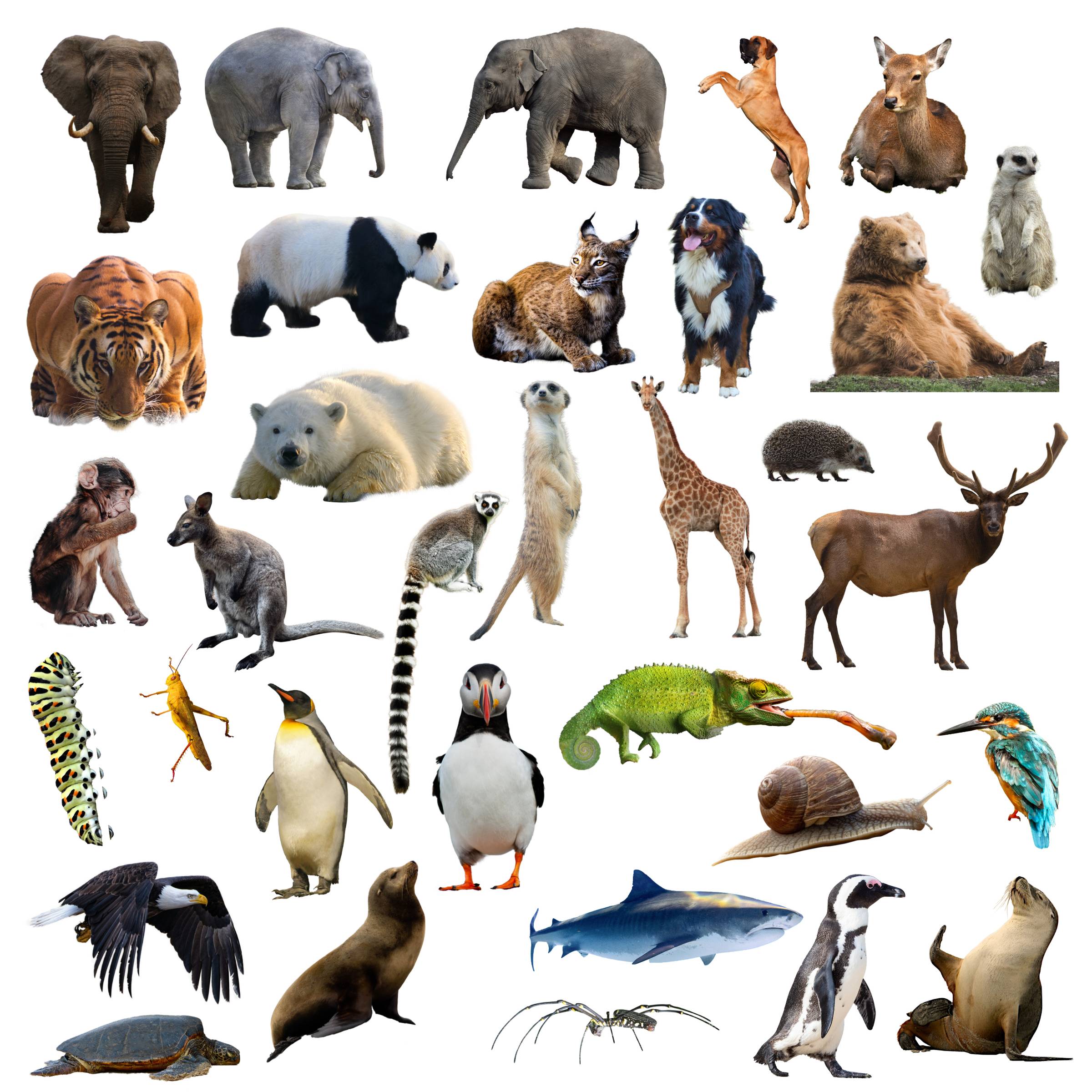 IAMRENSI Animal Assets (Vol.1)