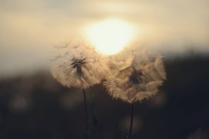 Two dandelions backlit by a glowing sun at sunset.