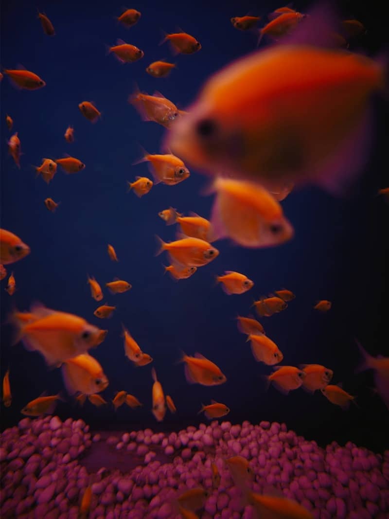 A group of fish swimming in an aquarium