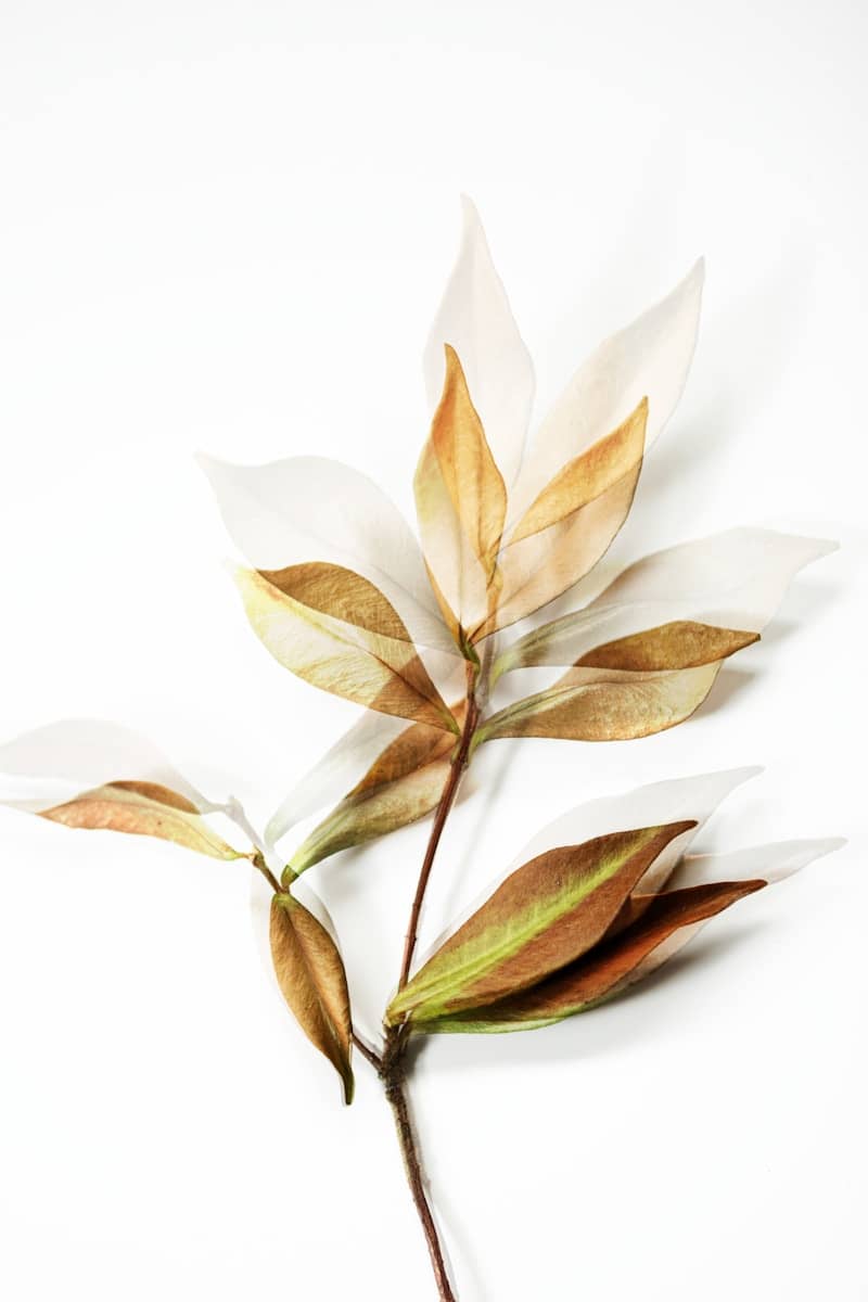 A branch with translucent, overlapping leaves on white.