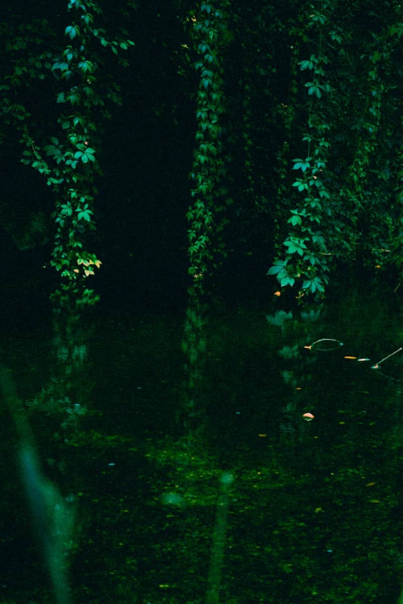 Dark forest with lush green ivy and reflections