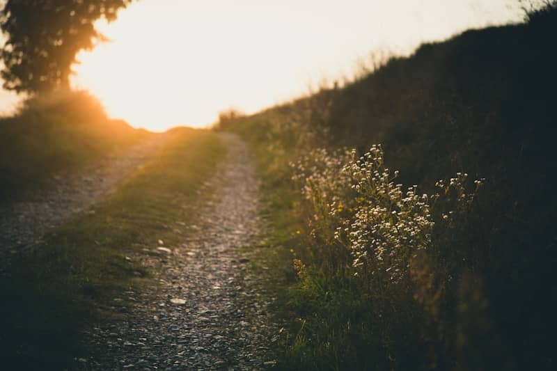 white flowers during daytime