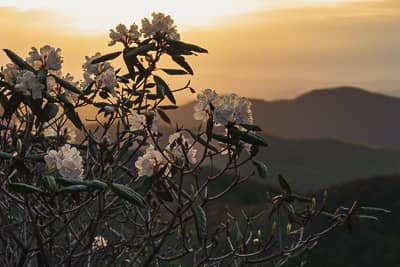 Mountain Laurel blooming in the blue ridge mountains at dawn