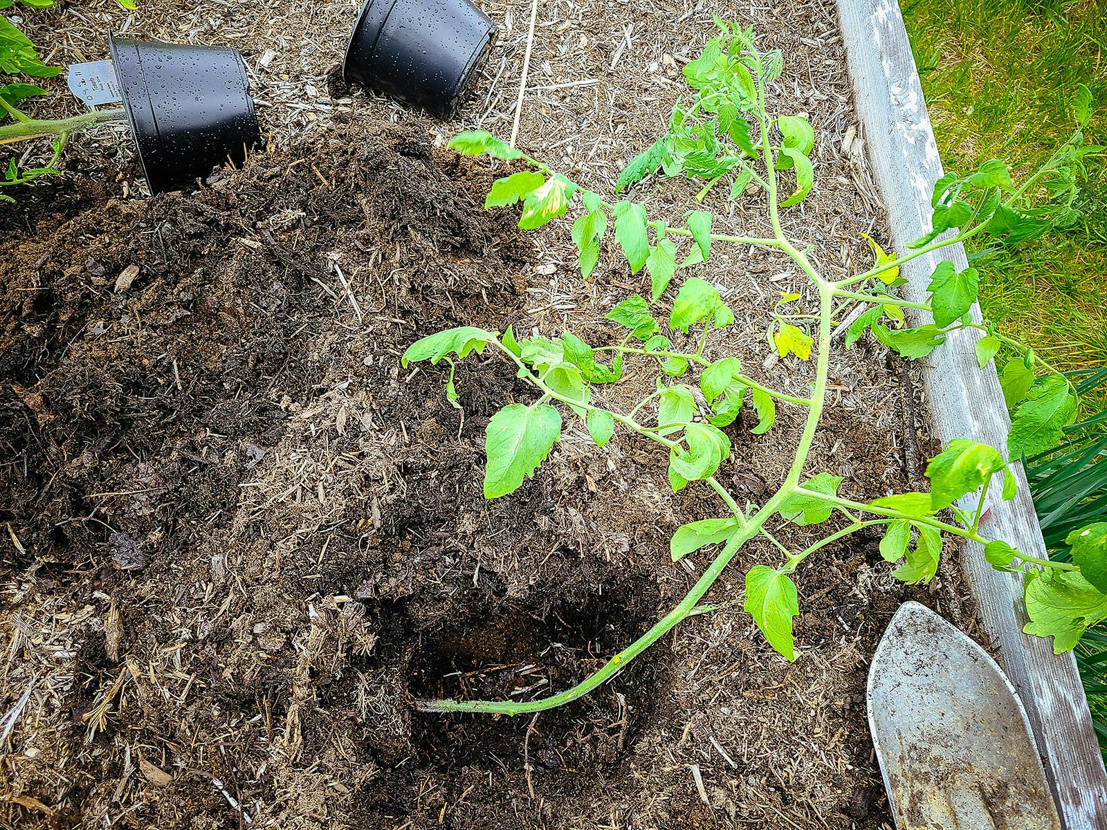 Planting tomatoes sideways