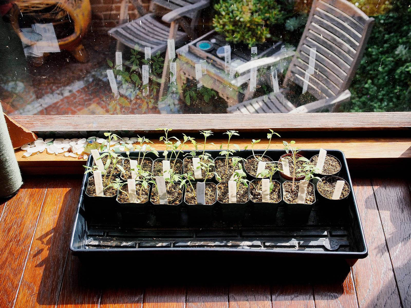 Seedlings growing in a window