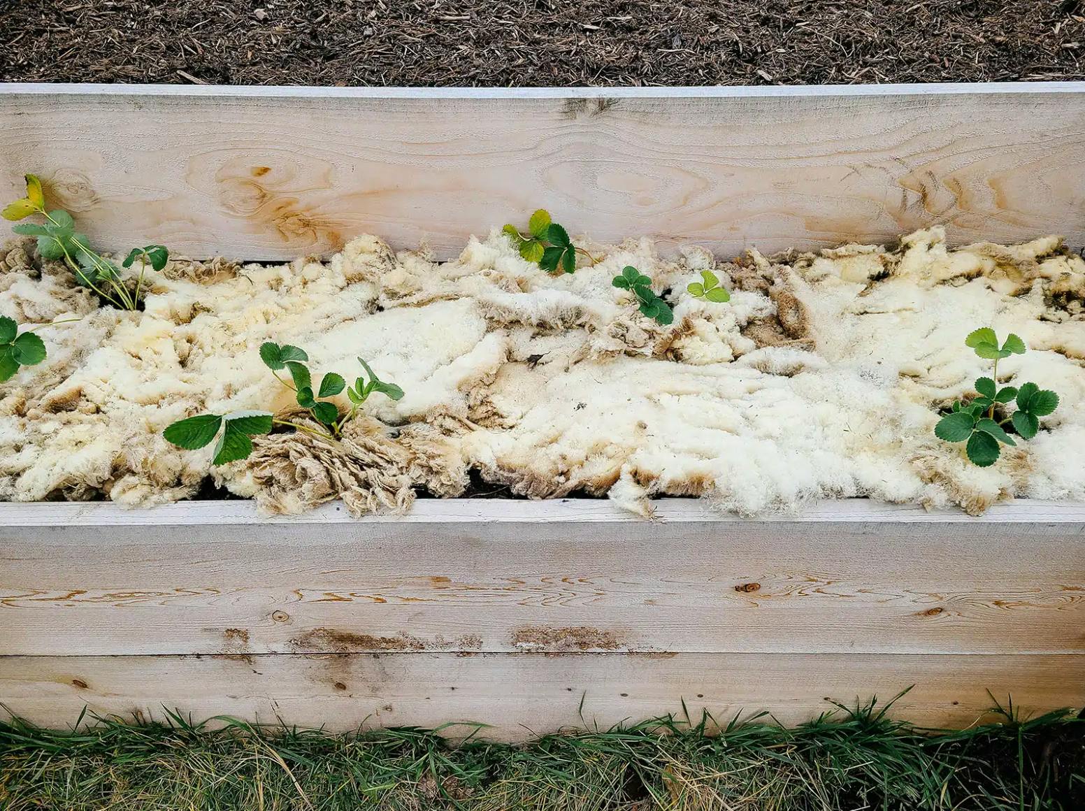 Sheep wool used as mulch in a strawberry bed