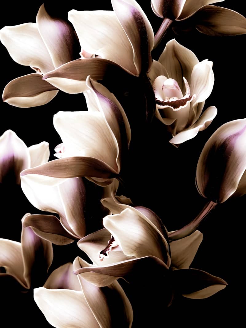 Close-up of delicate white and purple orchids against black background.