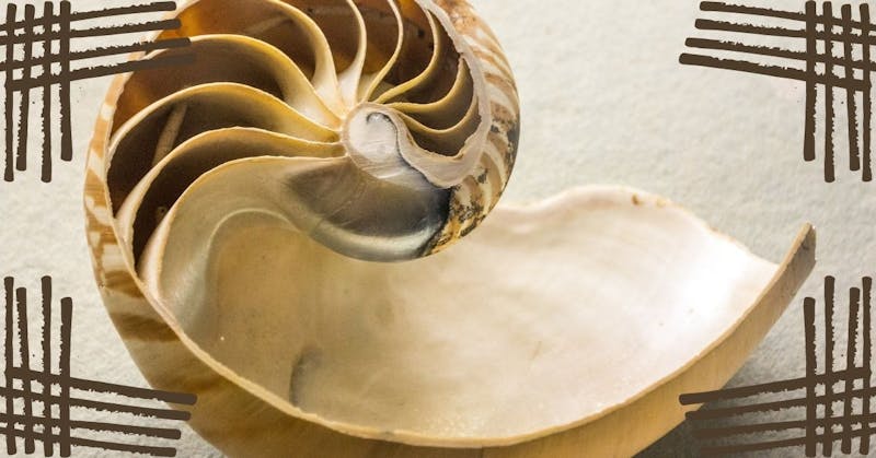 interior of nautilus shell