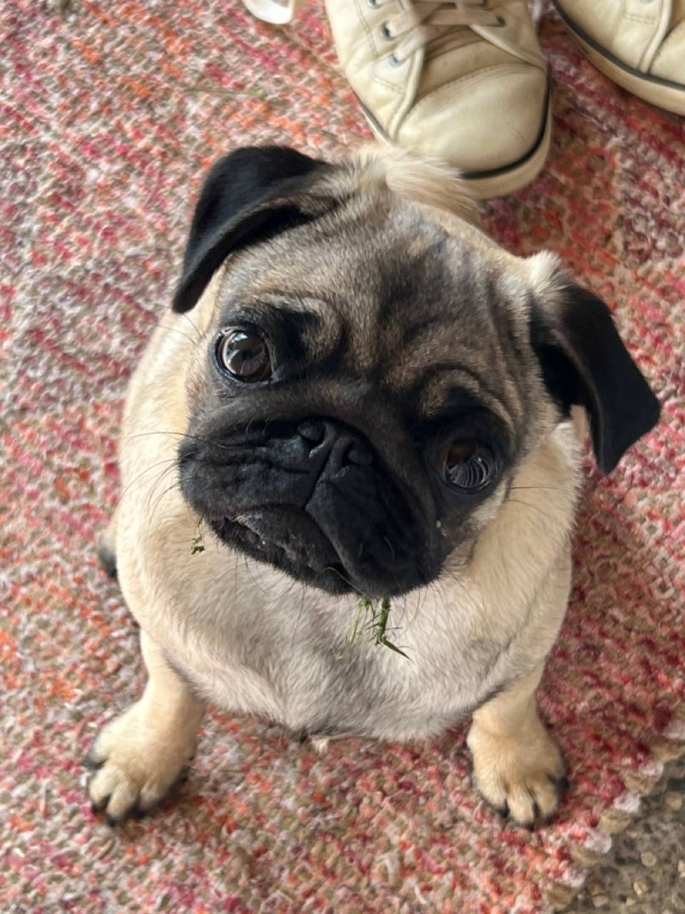 Mochi the pug looking up 