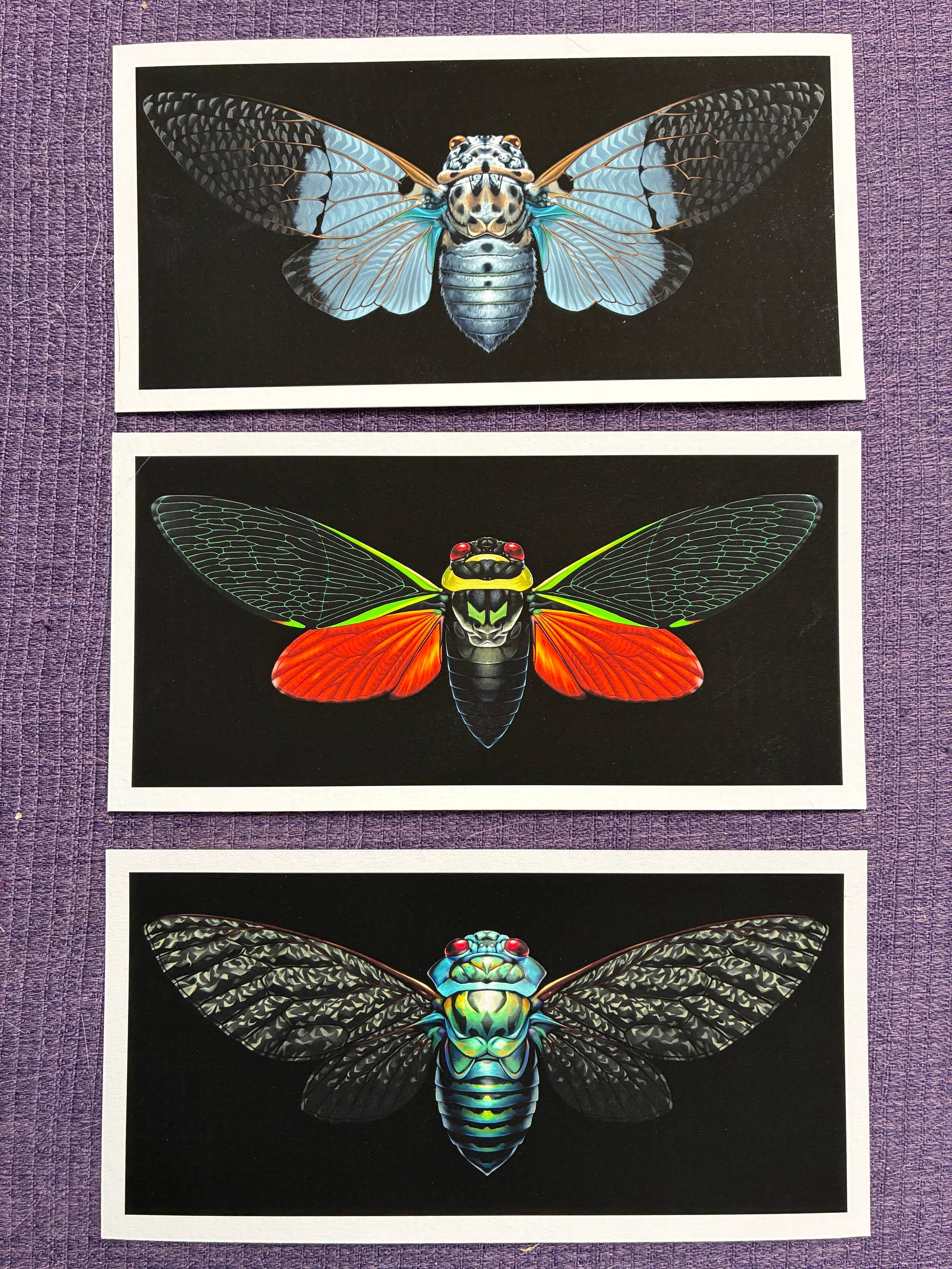 Three giclee cicada prints. The top one is a ghostly white cicada, the middle one is a dark cicada with neon green veins on the top wings and orange bottom wings, on the bottom is a teal cicada.