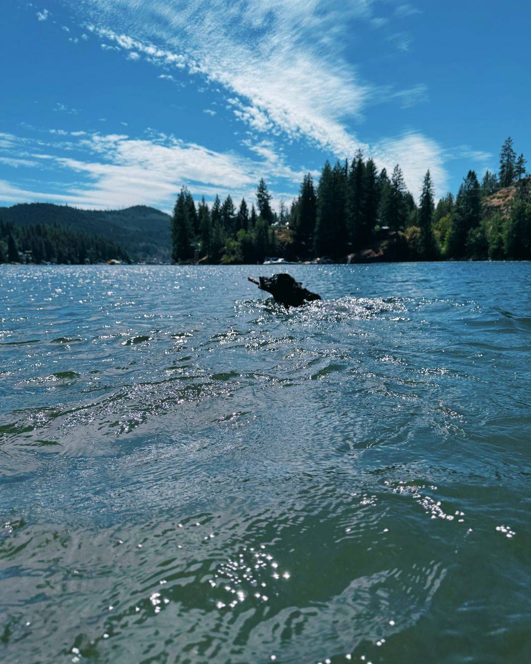 My dog Dixie swimming in a lake