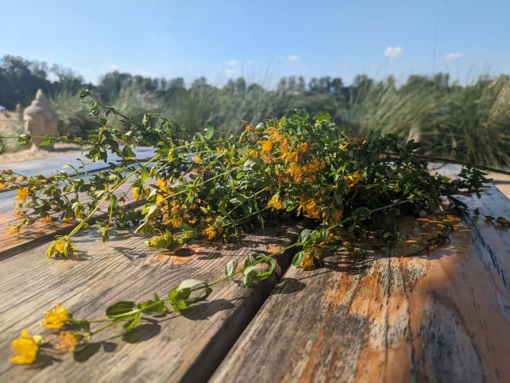 Johanniskraut im Herbst