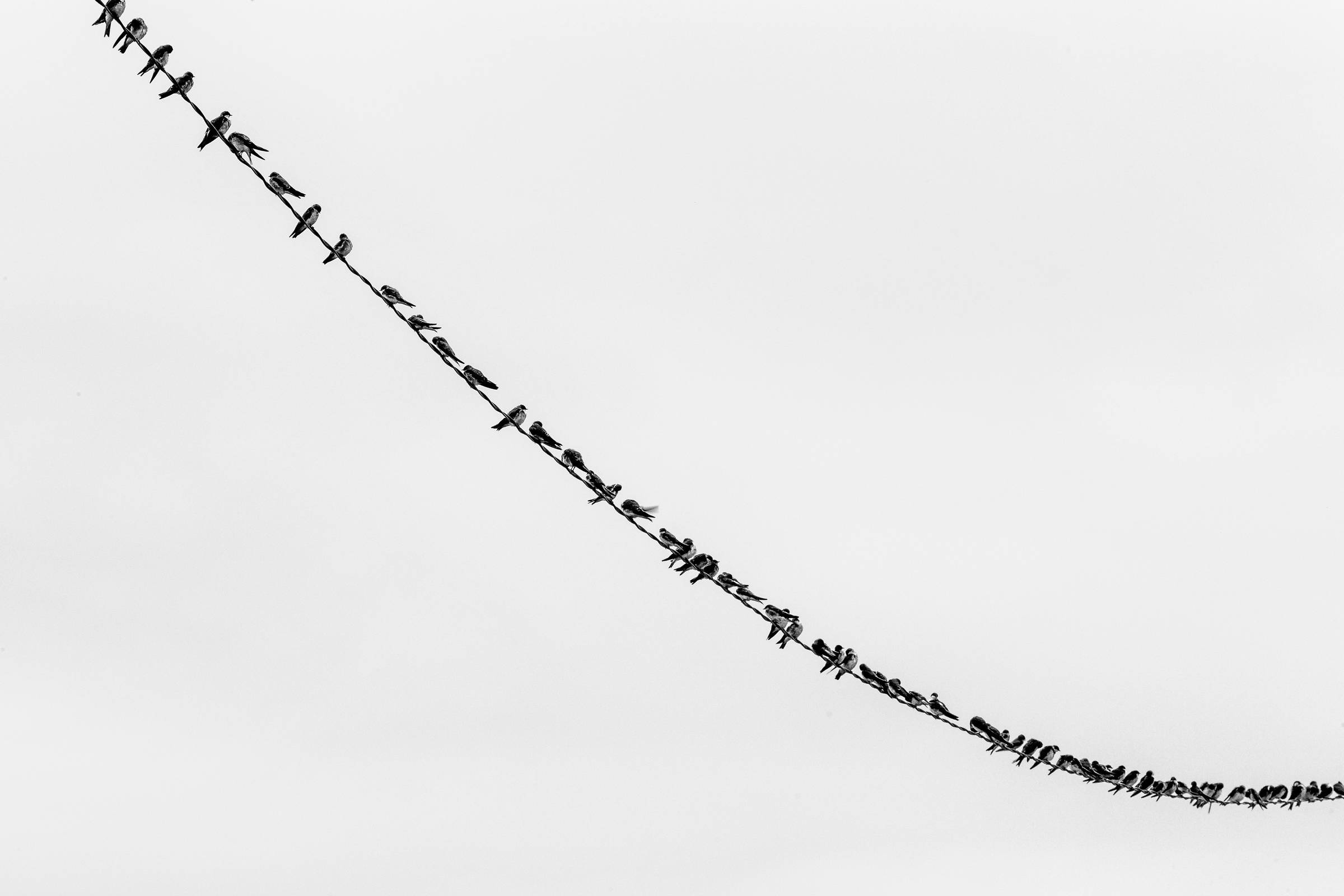 Many birds sitting on a wire, photographed in black and white