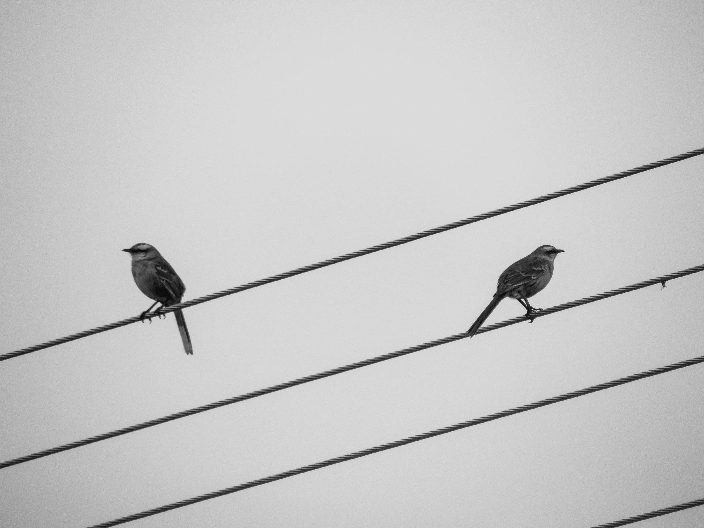 Two birds on a wire facing away from one another