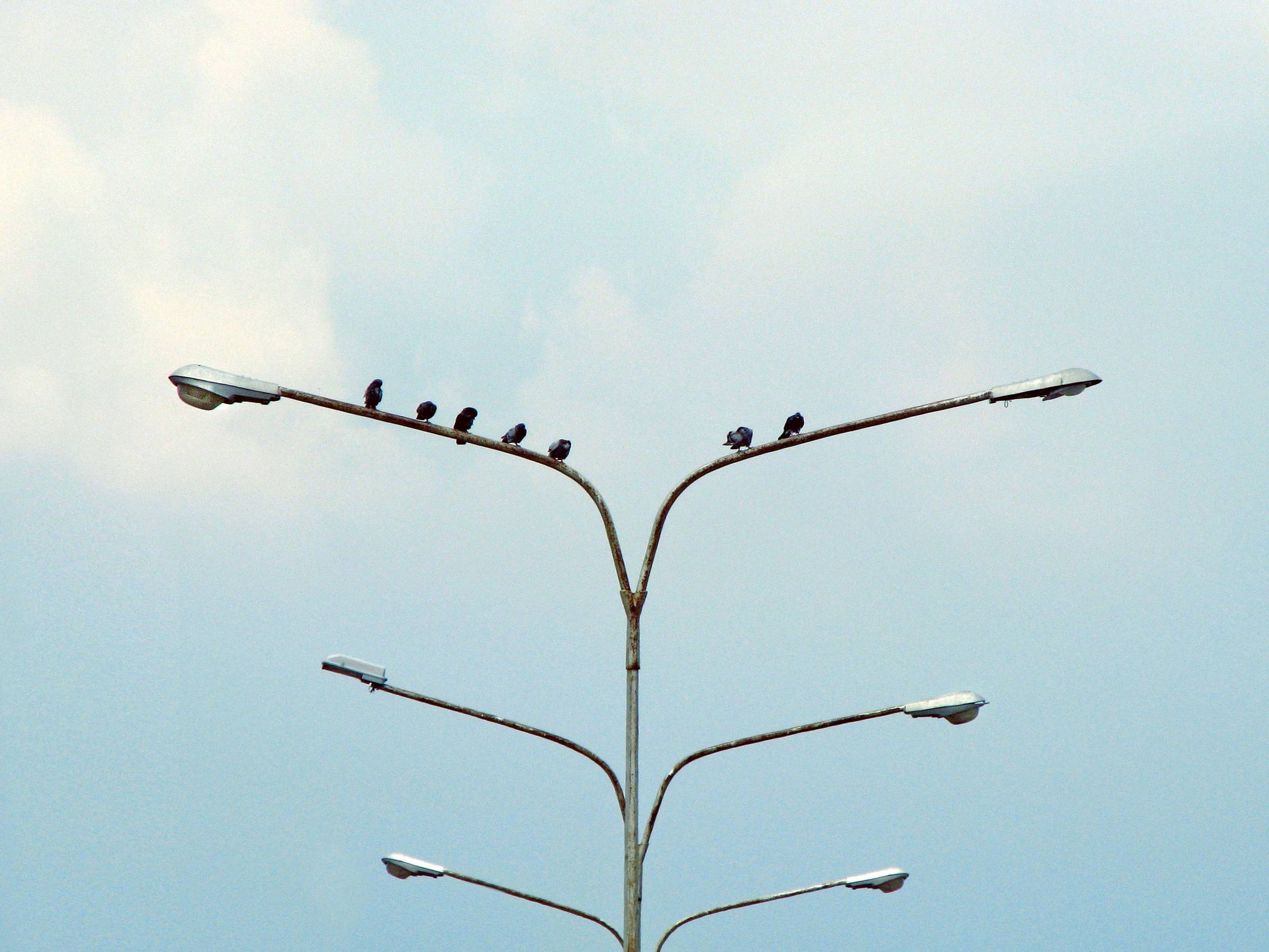 7 birds sitting atop a series of street lamps