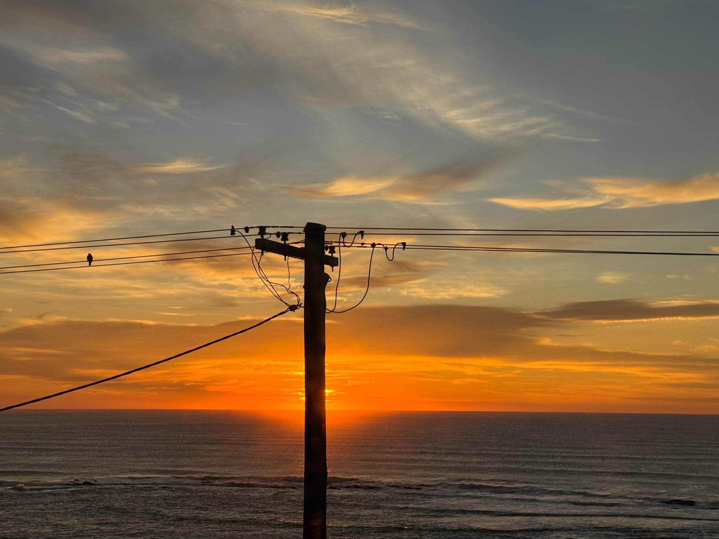 A bird on wire at sunrise