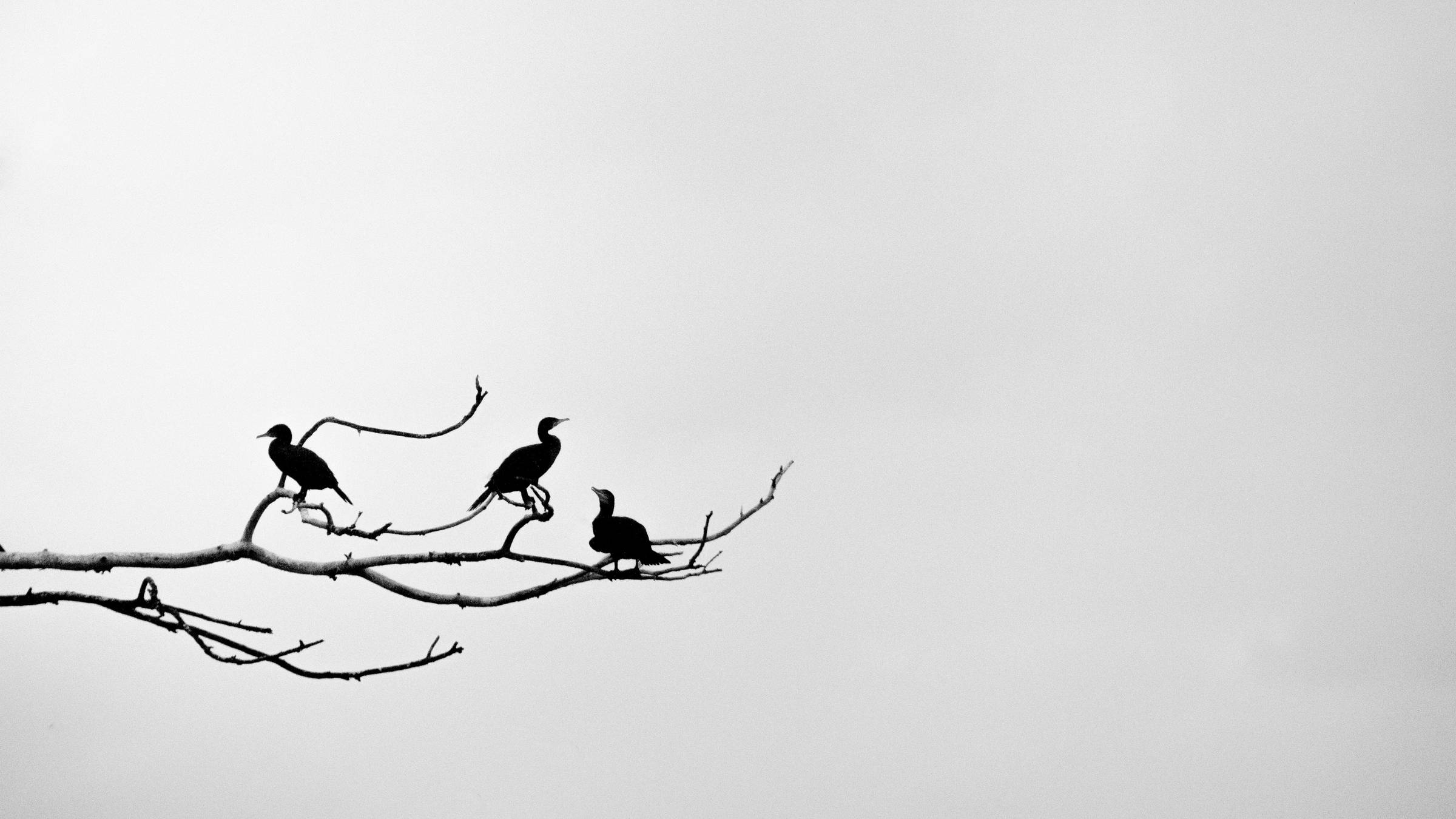 Three birds on a bare tree branch facing opposite directions