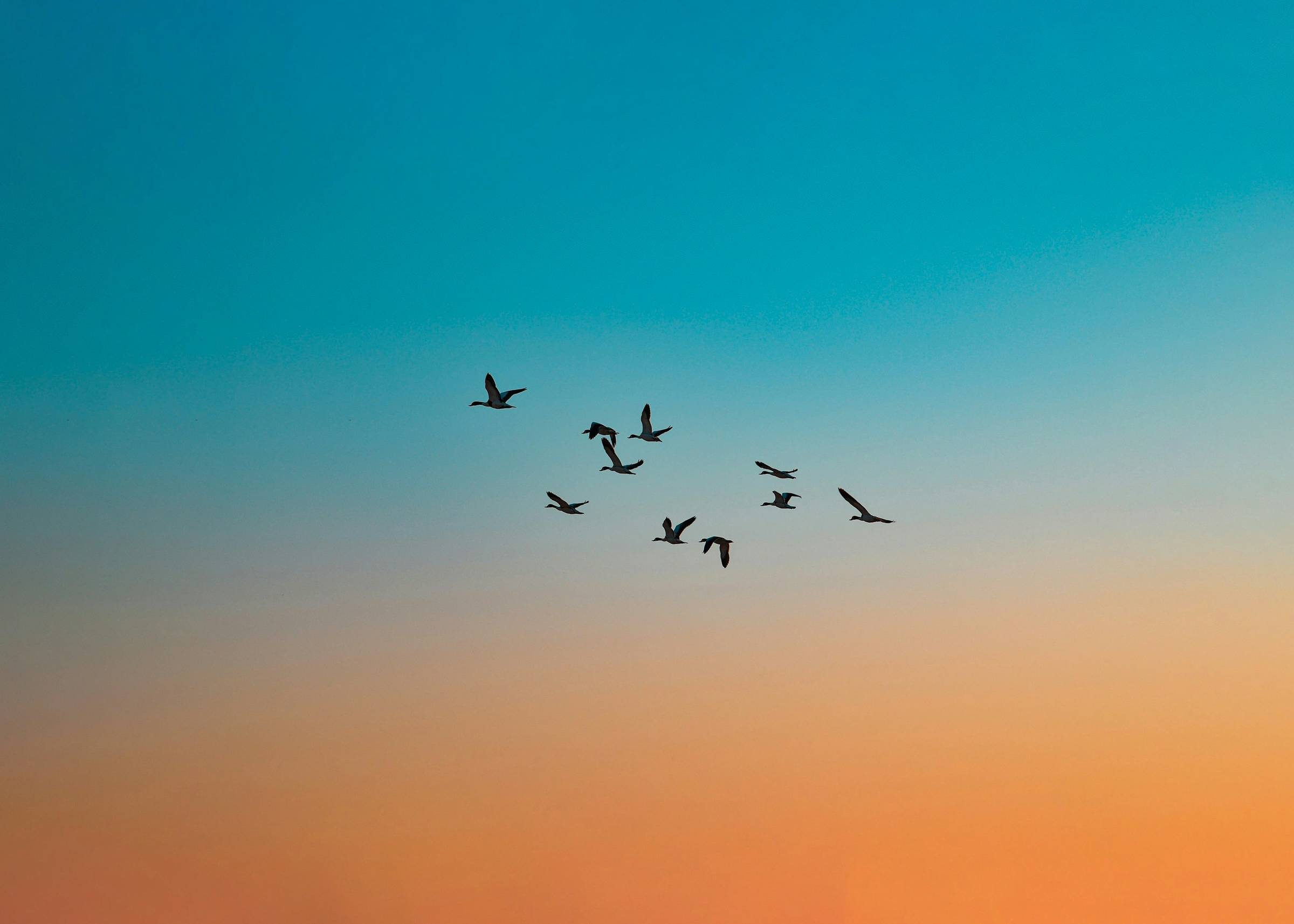 Birds in flight against a blue and orange sunset