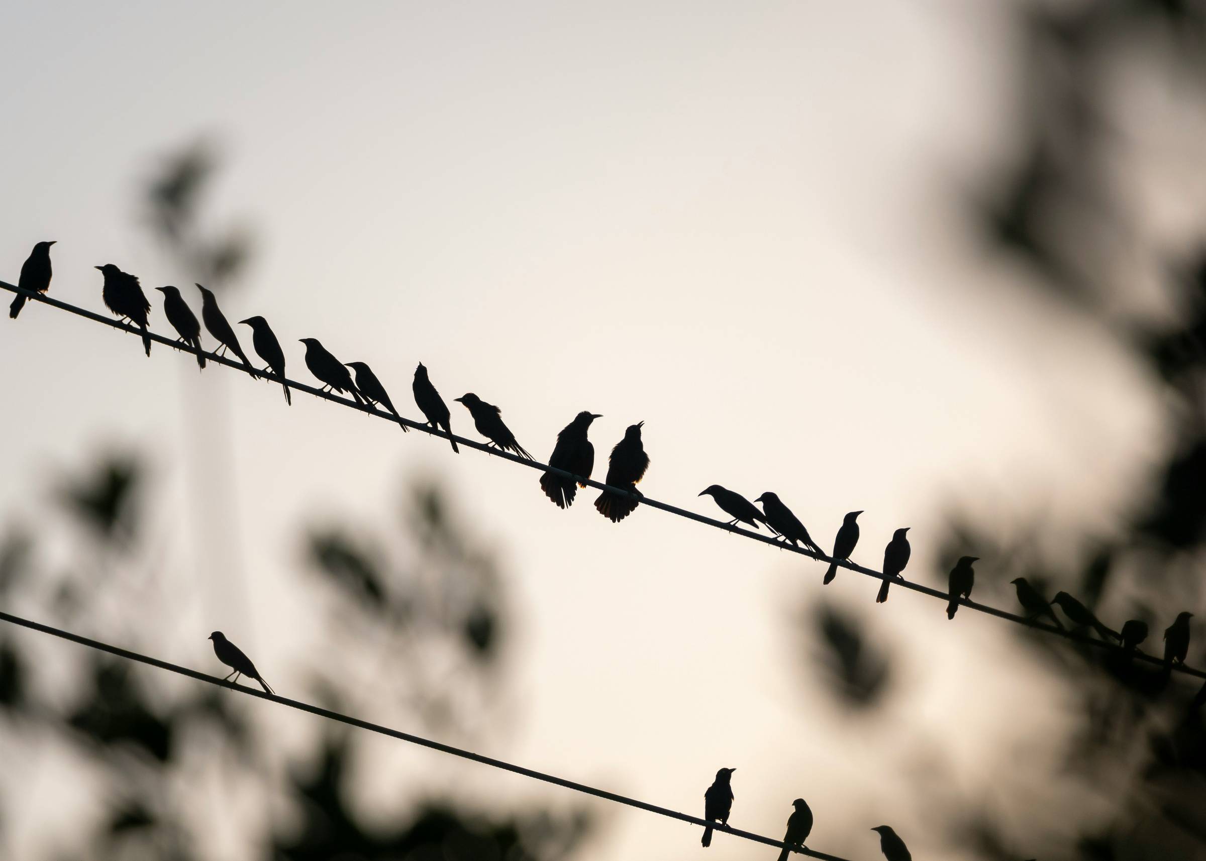 A group of birds on two wires at dawn