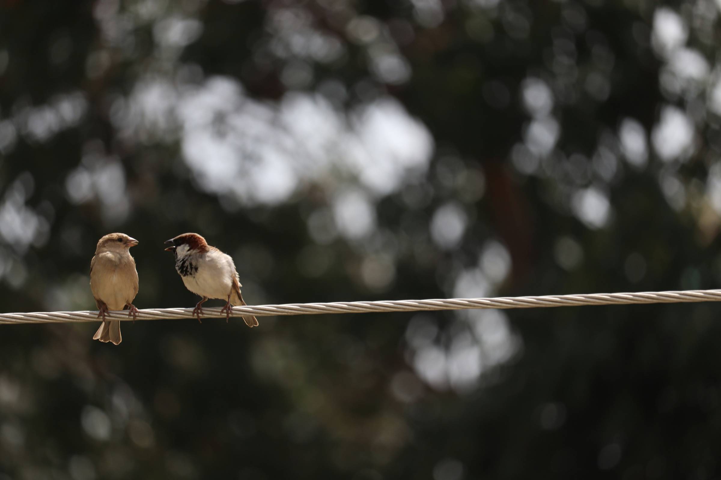 Two birds on a wire facing one another
