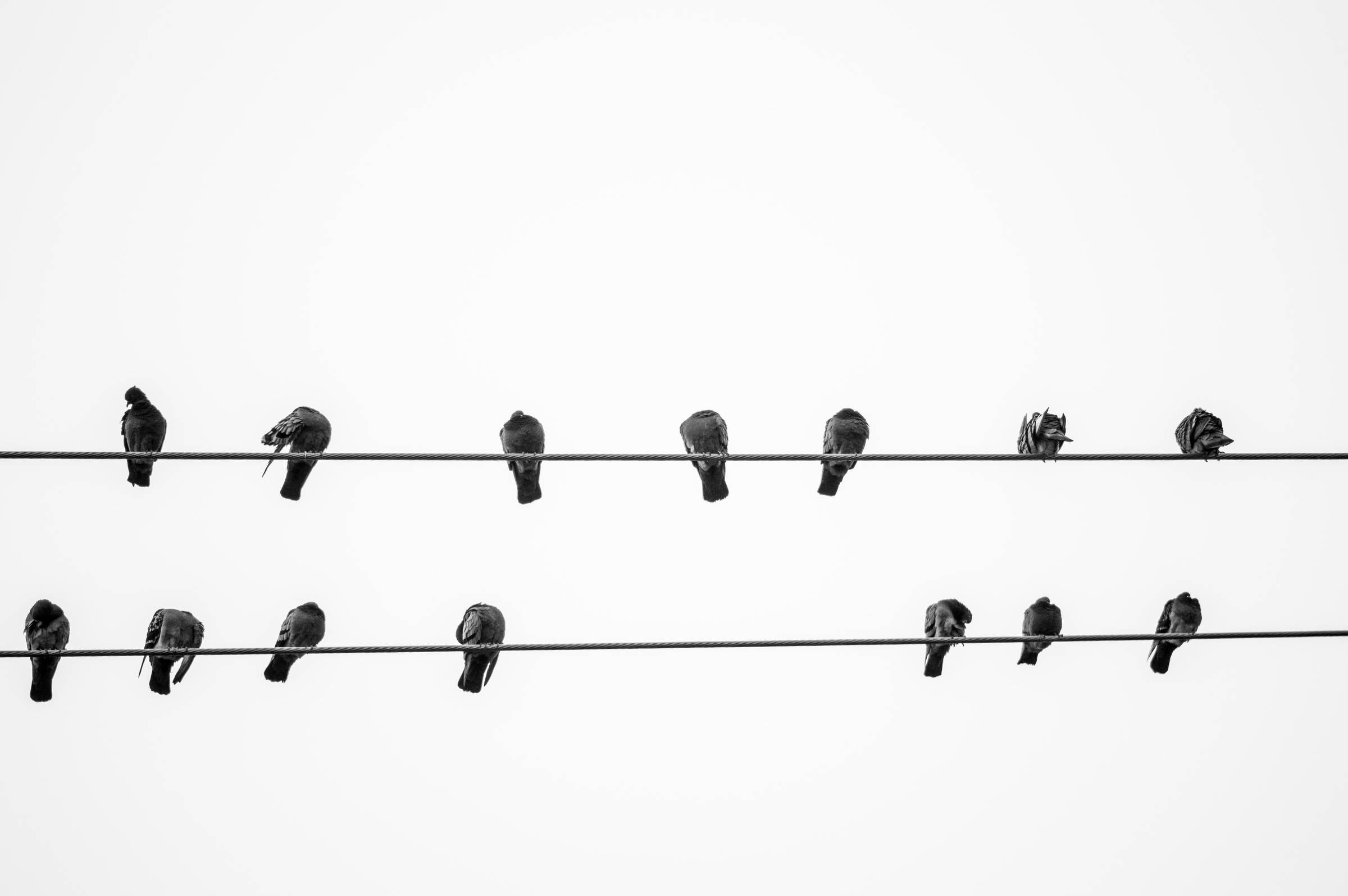 Birds gathering on two wires
