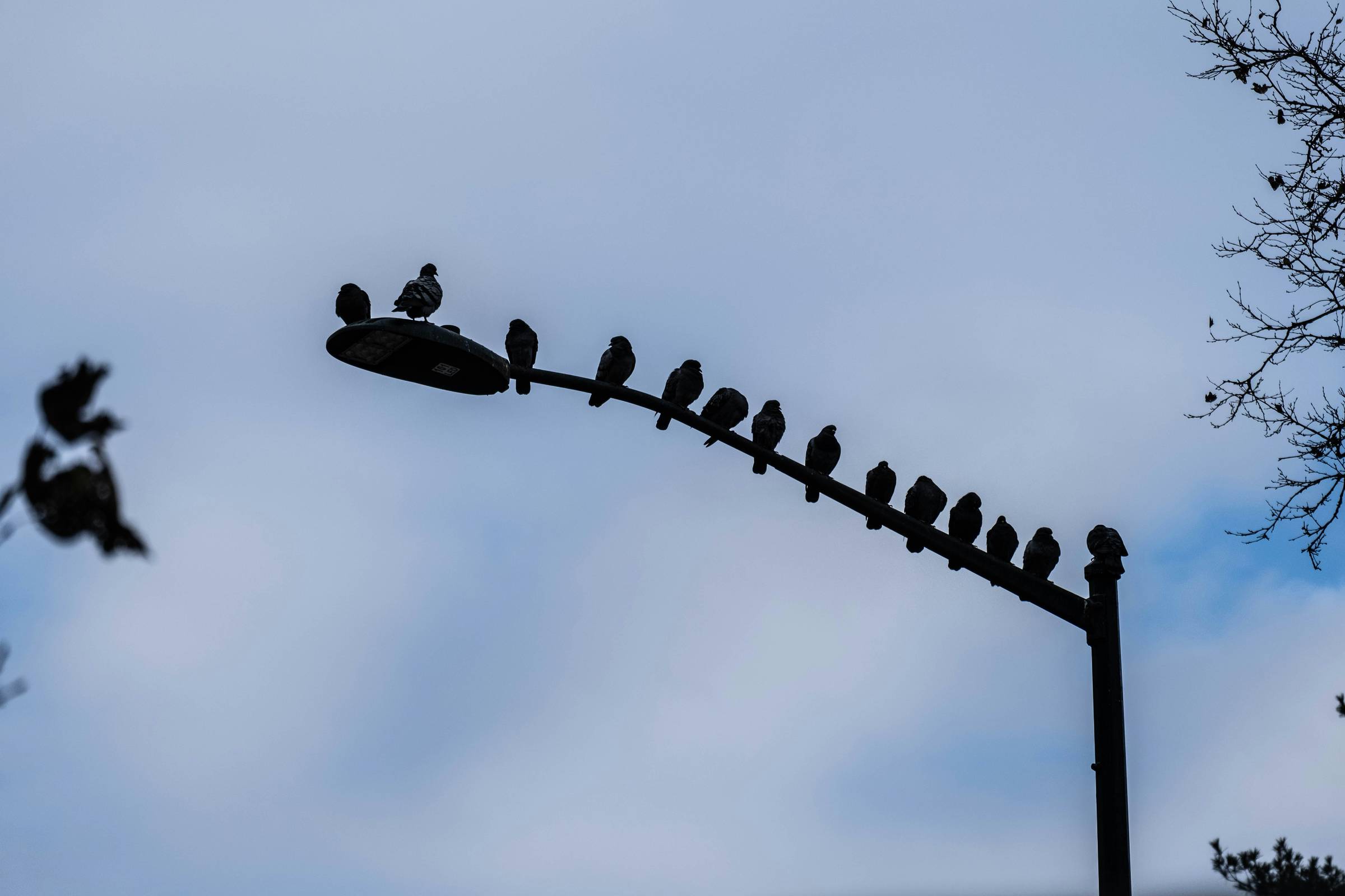 Birds on a street light