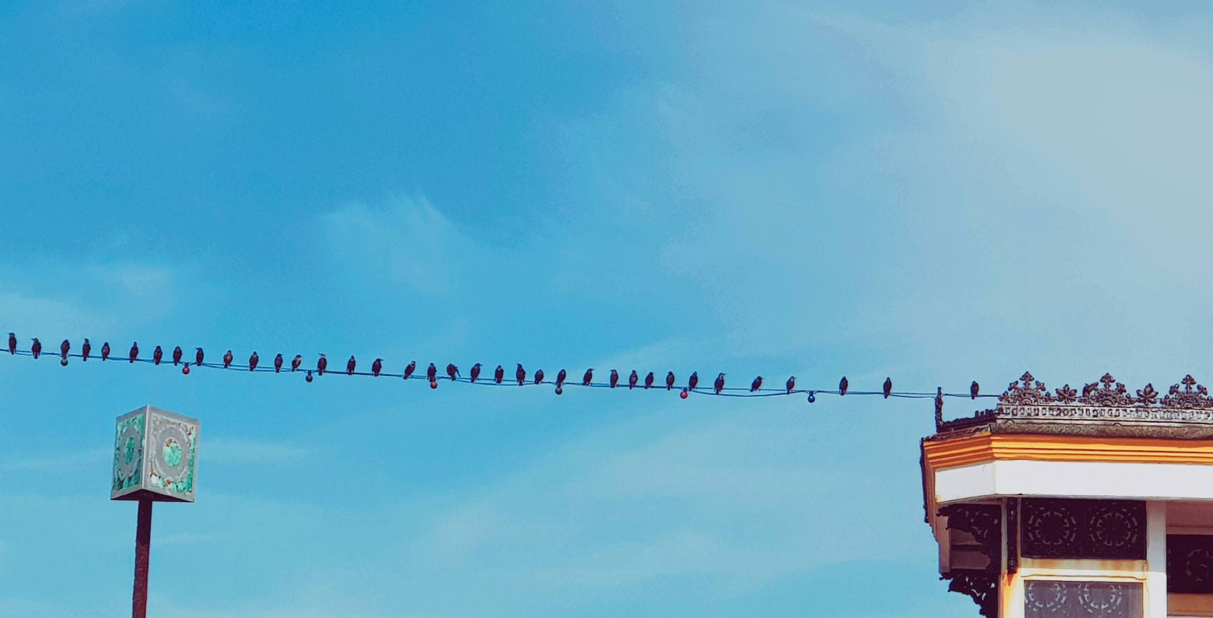 A row of many birds on a telephone wire