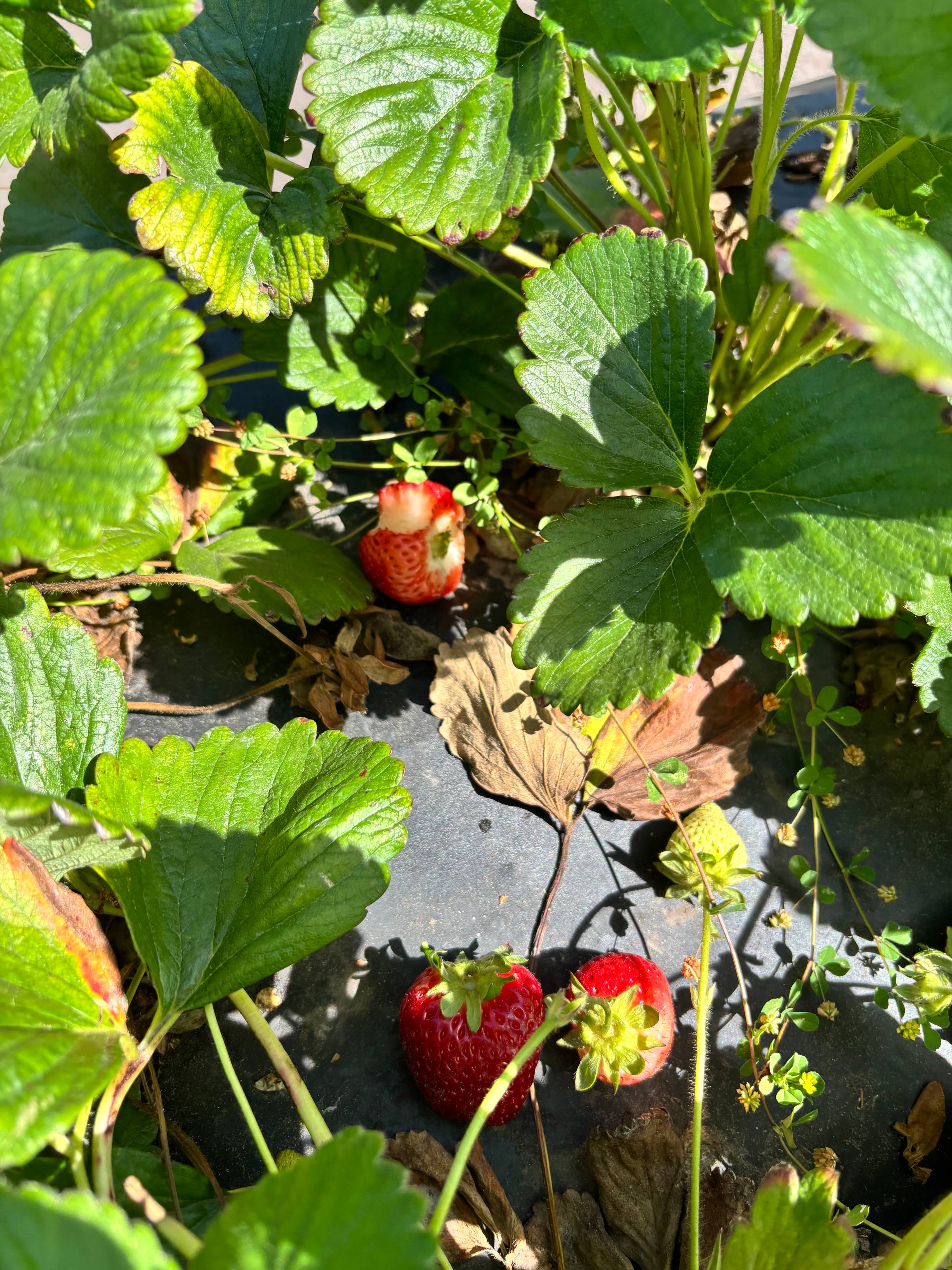 Went strawberry picking for the first time - it was so fun!!