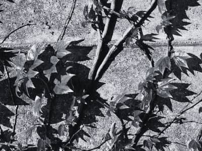 leafy vine on a cement wall, black and white photo