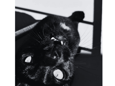 close up of black cat with lower teeth showing